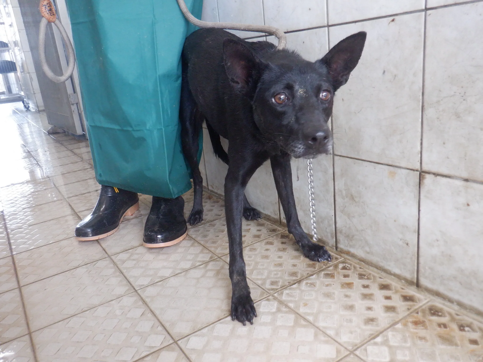 混種犬