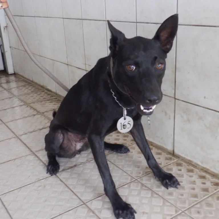 混種犬