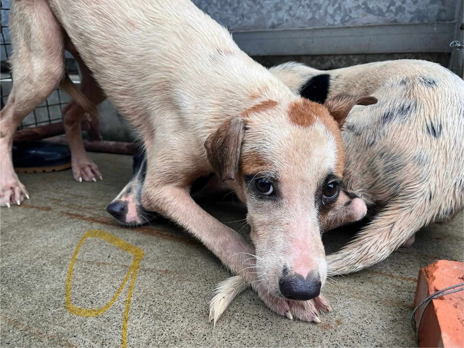 混種犬