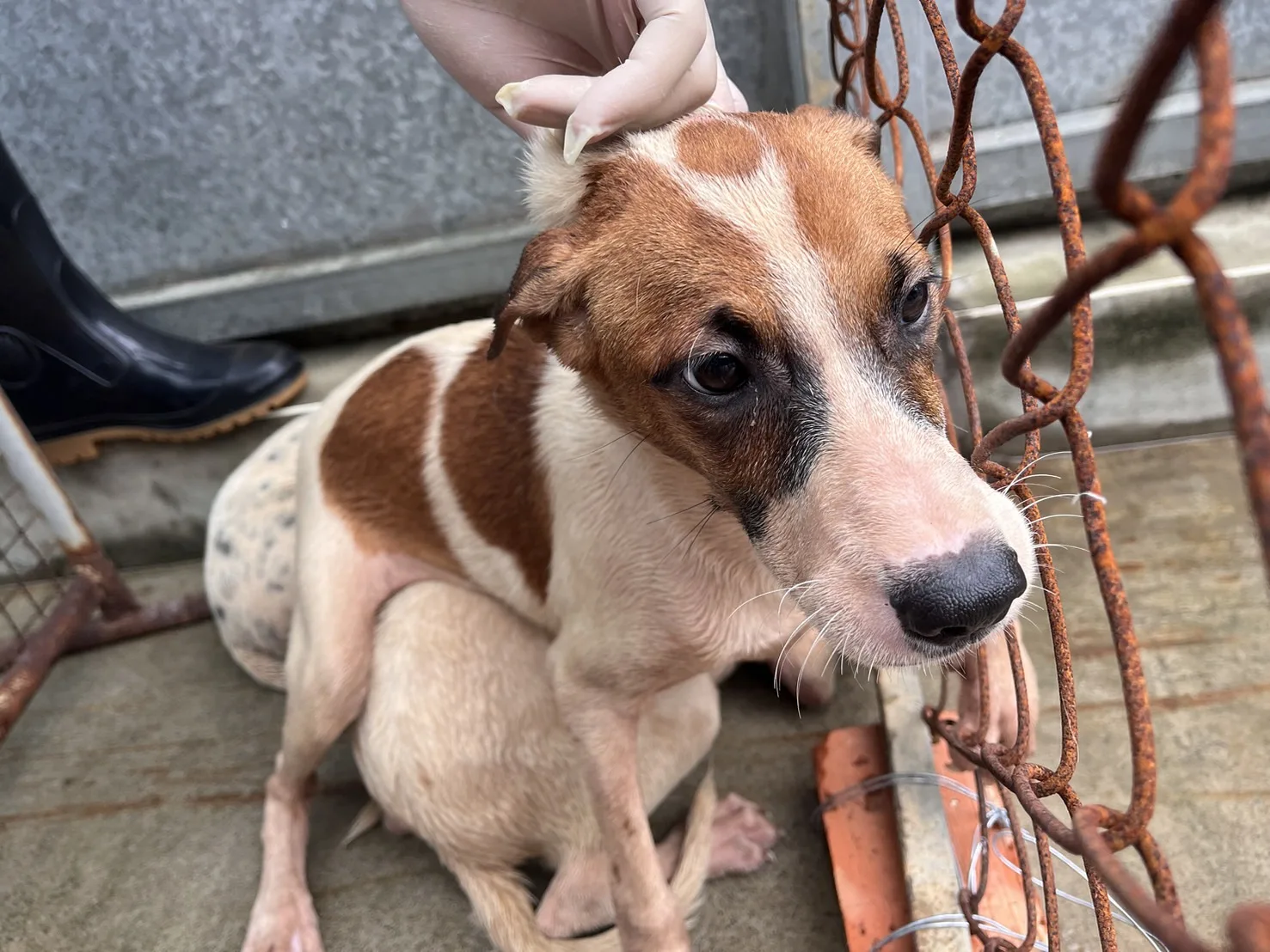 混種犬