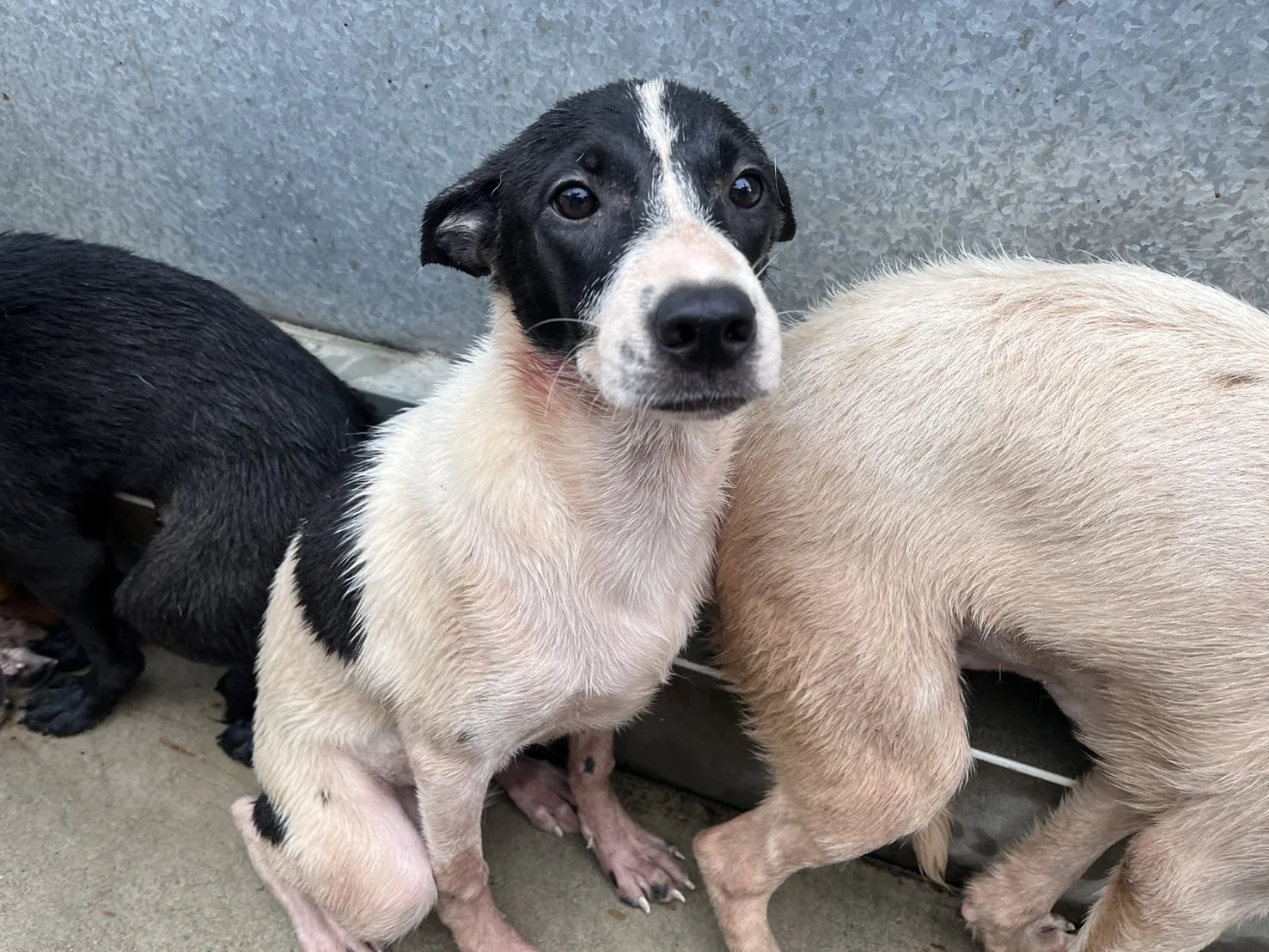 混種犬