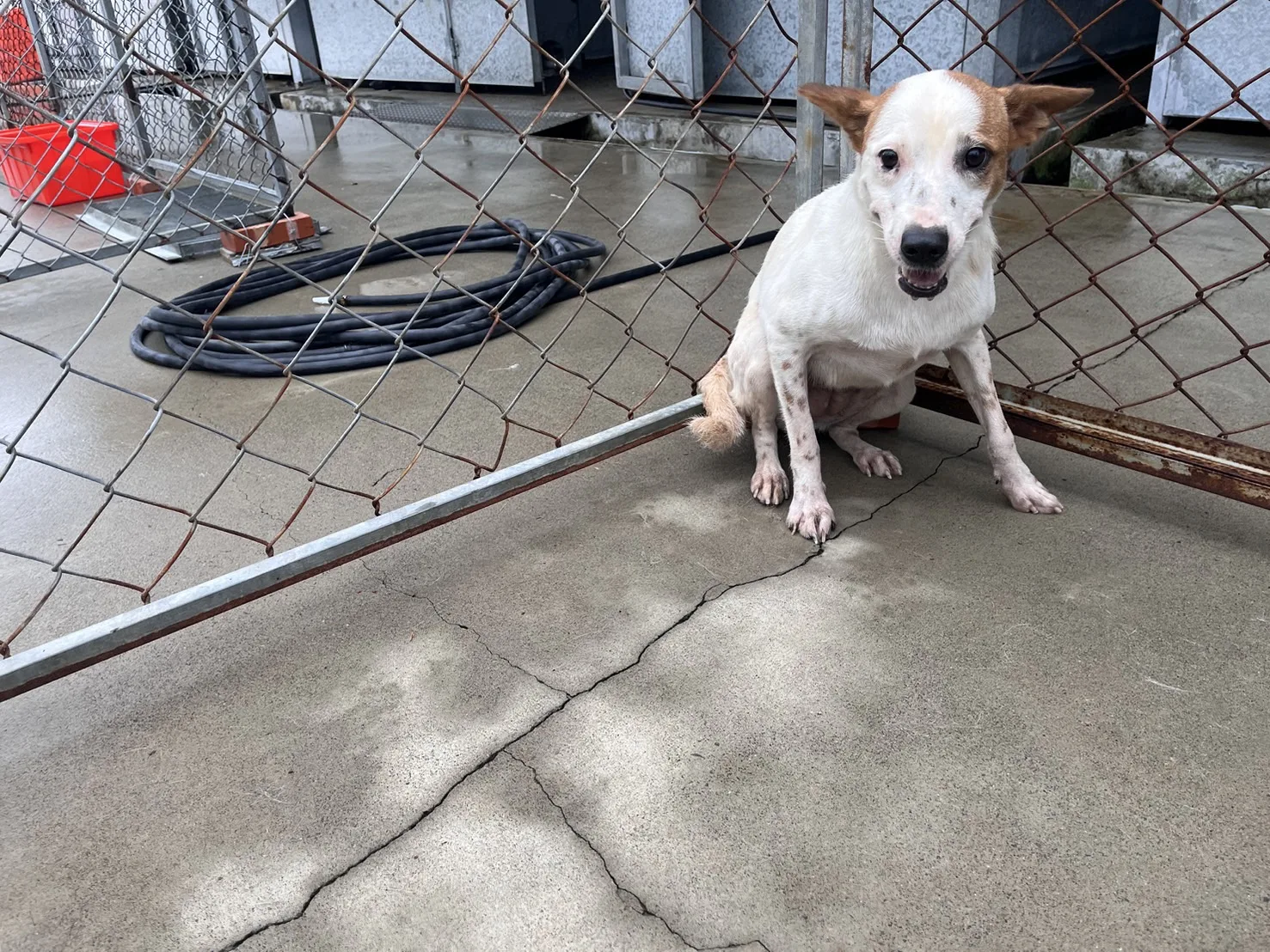 混種犬