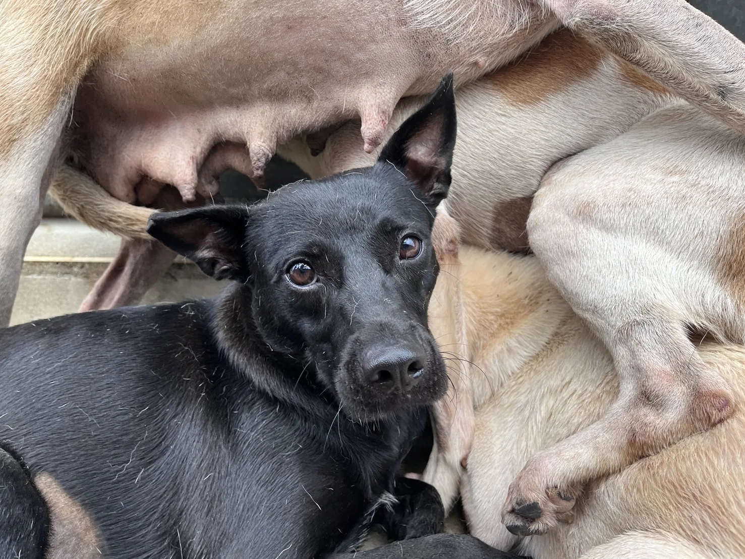 混種犬