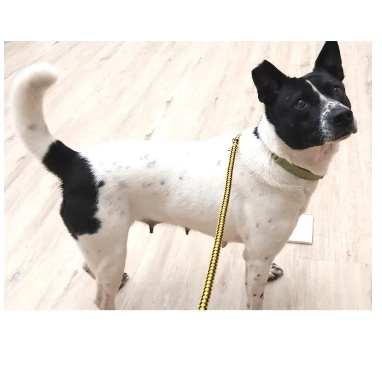 混種犬