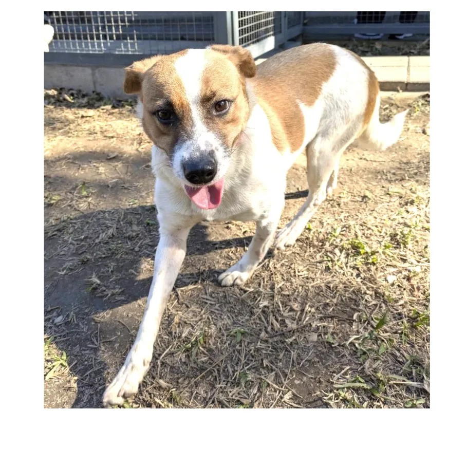 混種犬