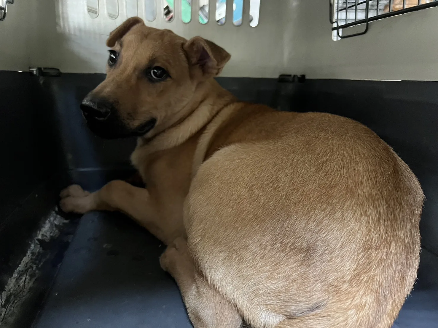 混種犬