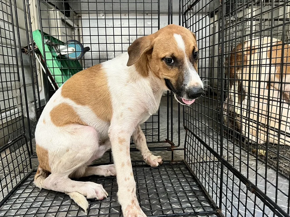混種犬