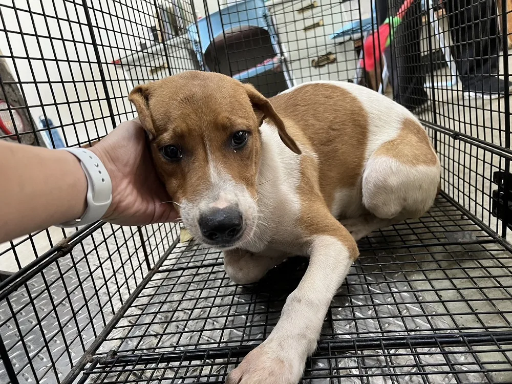 混種犬