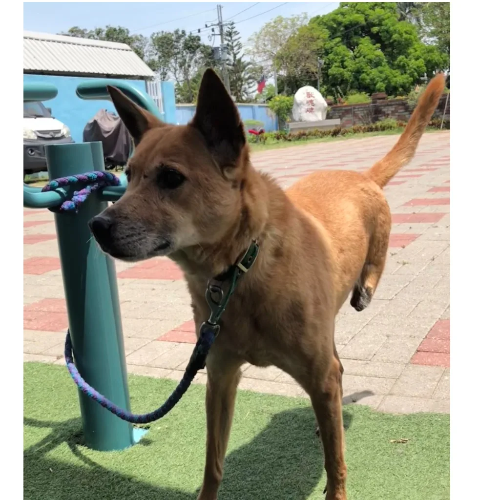 混種犬