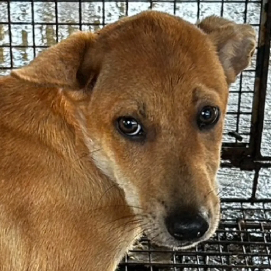 混種犬