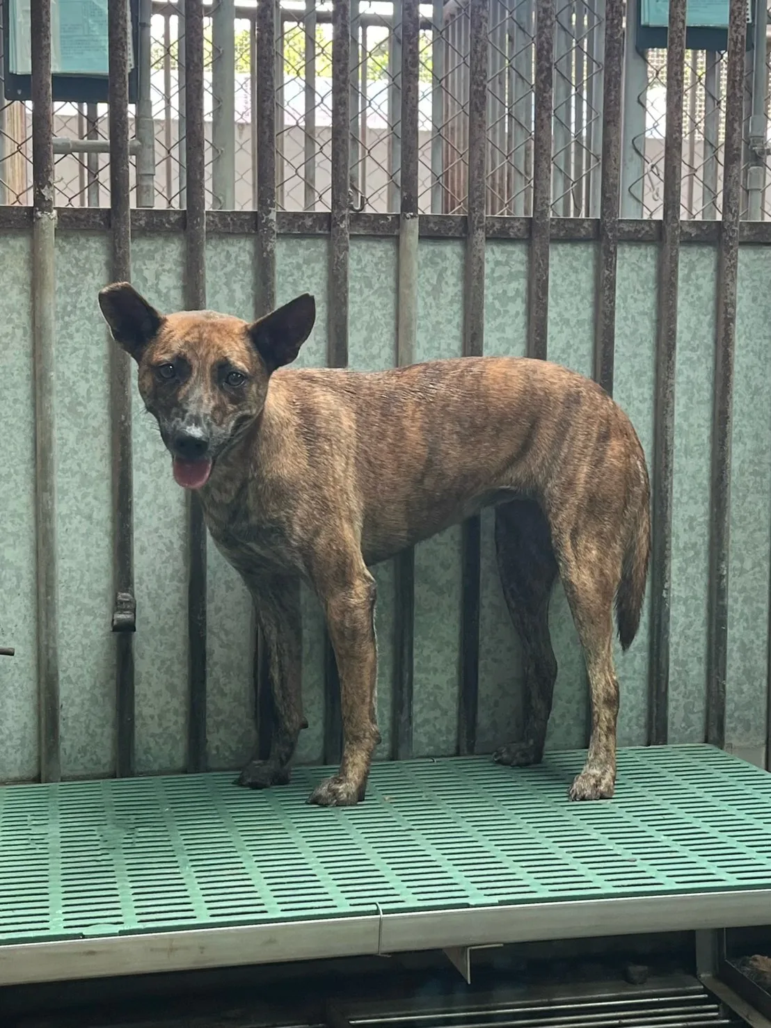 混種犬