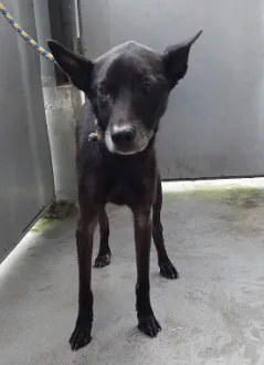 混種犬