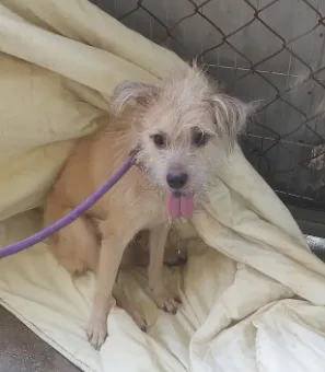 混種犬