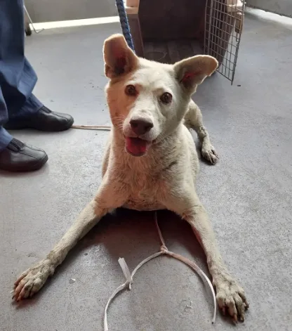 混種犬