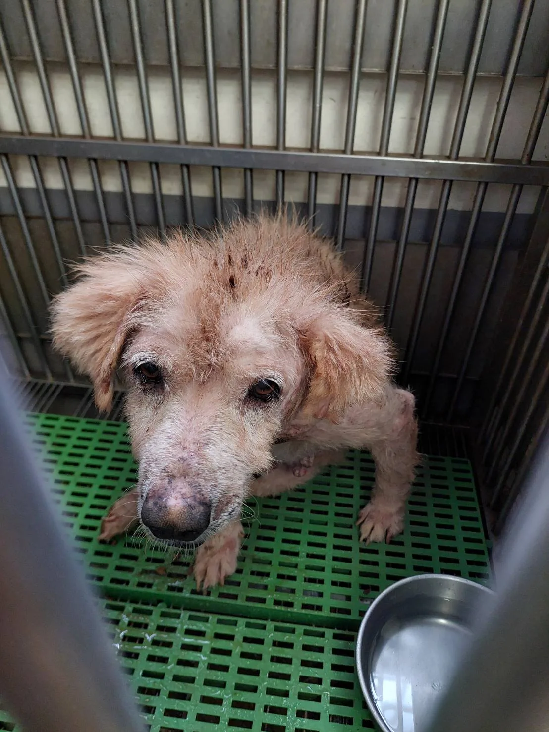 混種犬