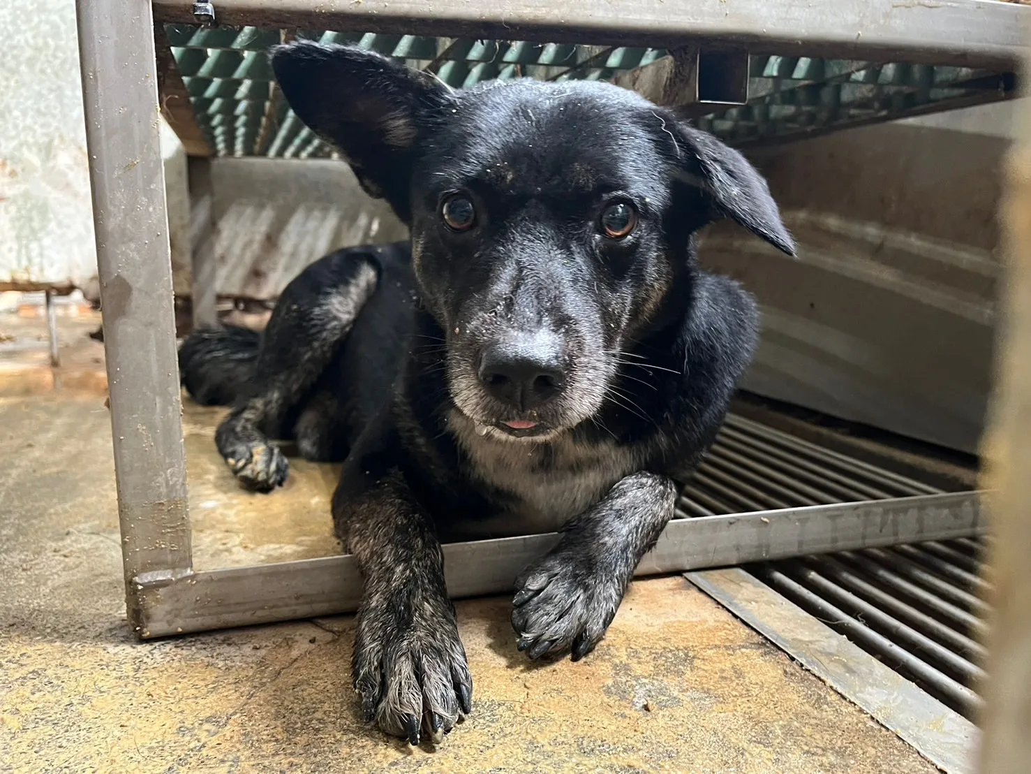 混種犬