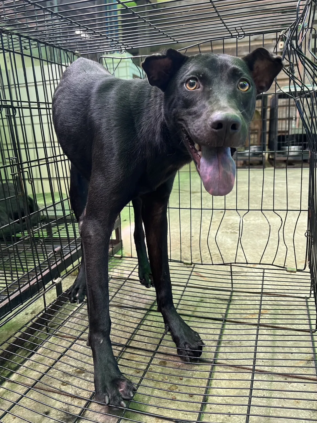 混種犬