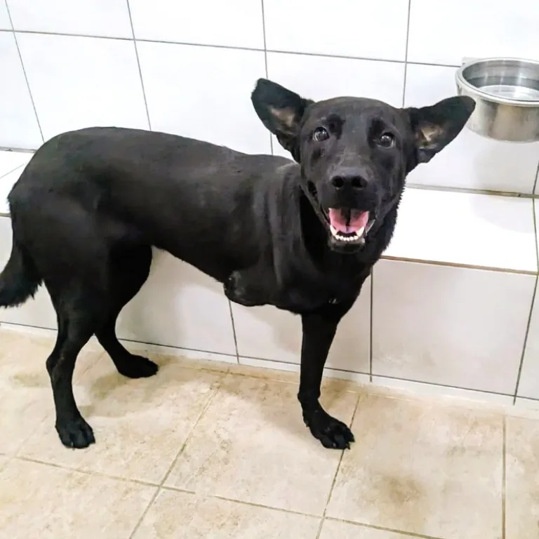 混種犬