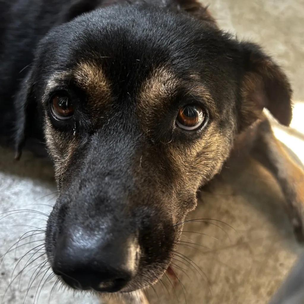 混種犬