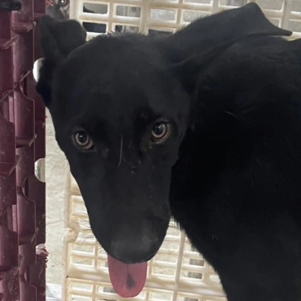 混種犬