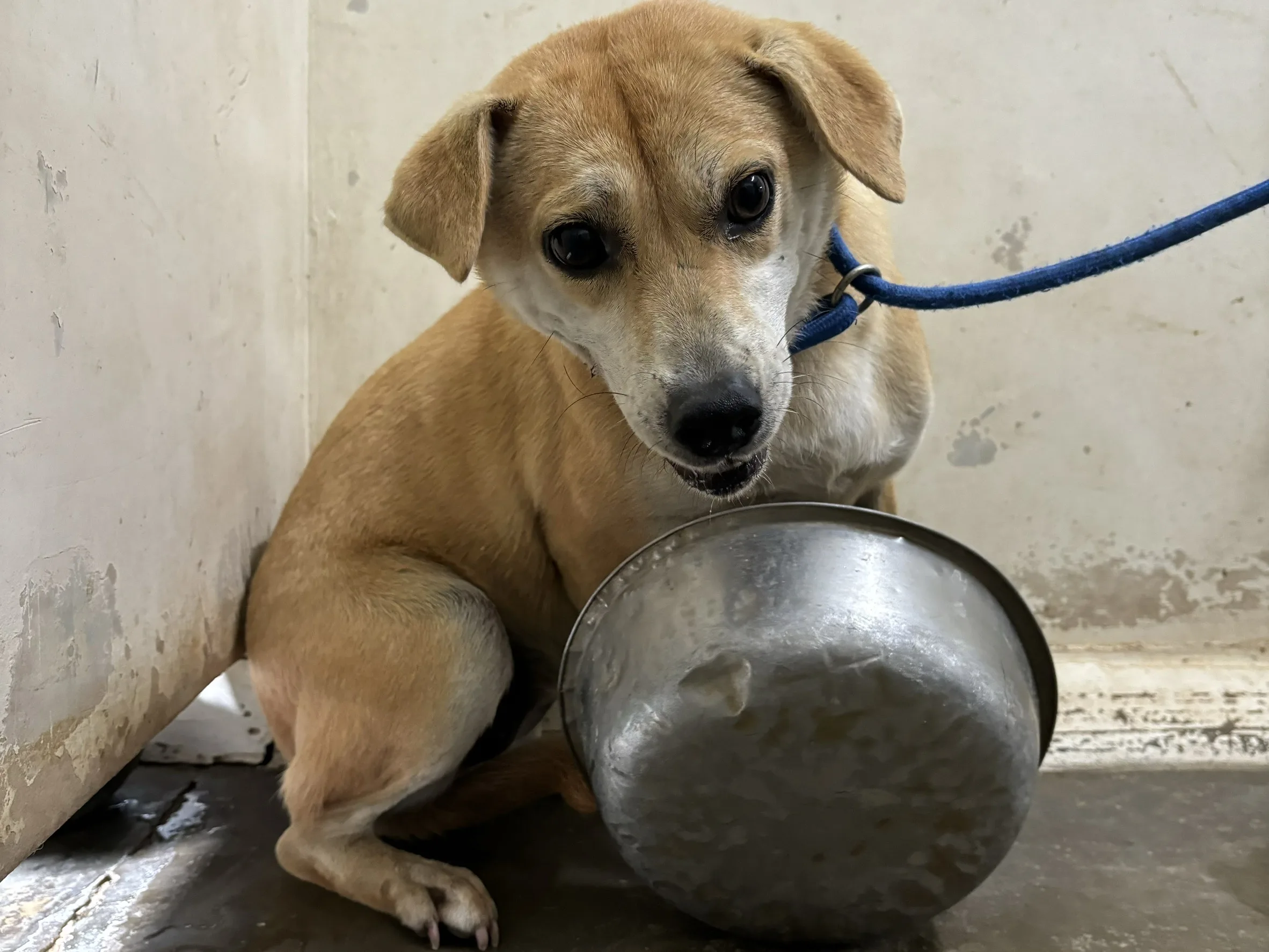 混種犬