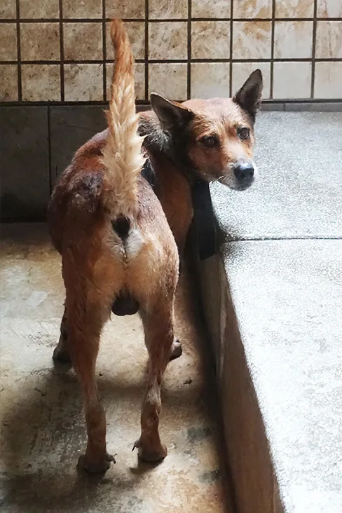 混種犬