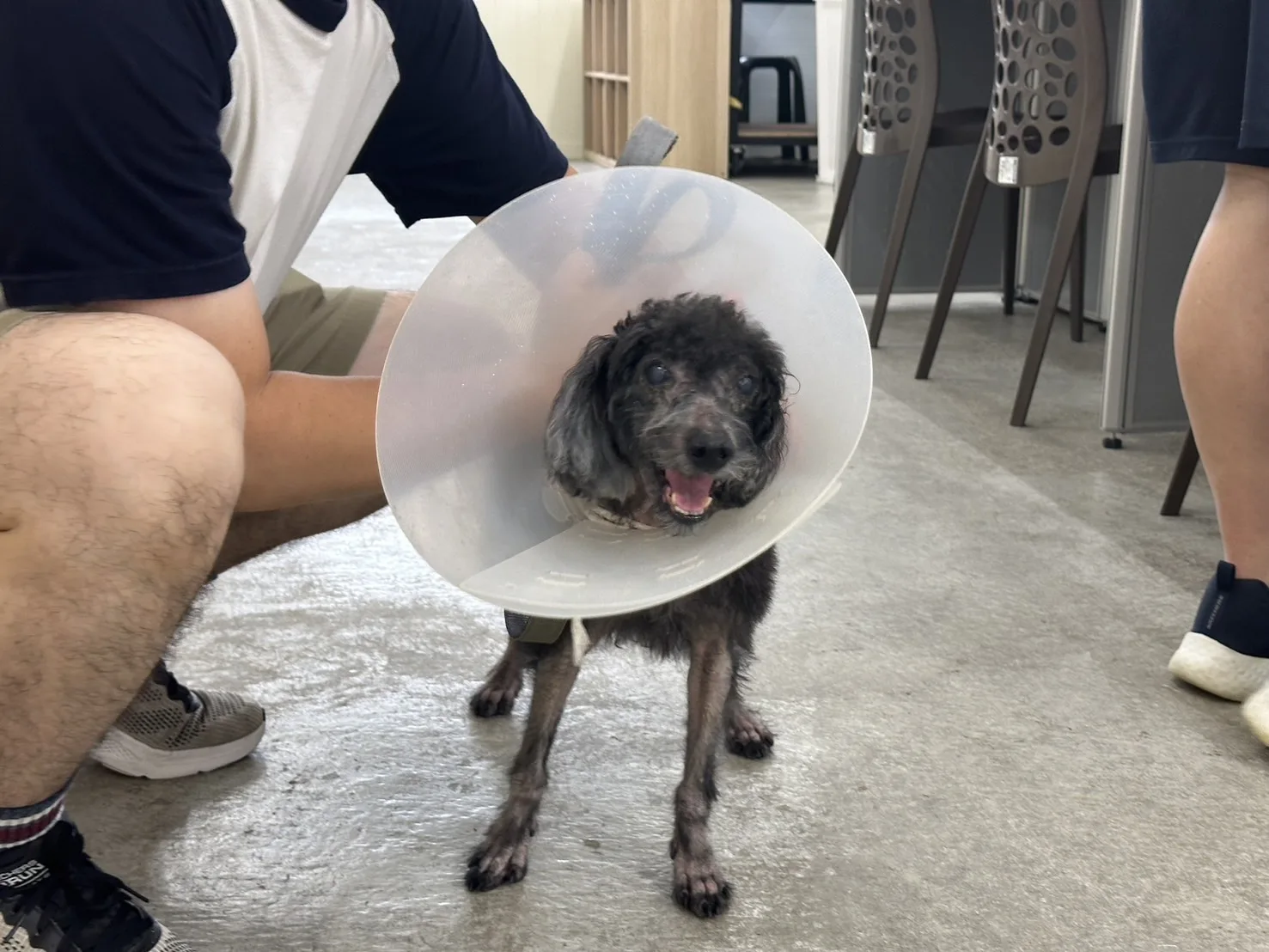 貴賓犬