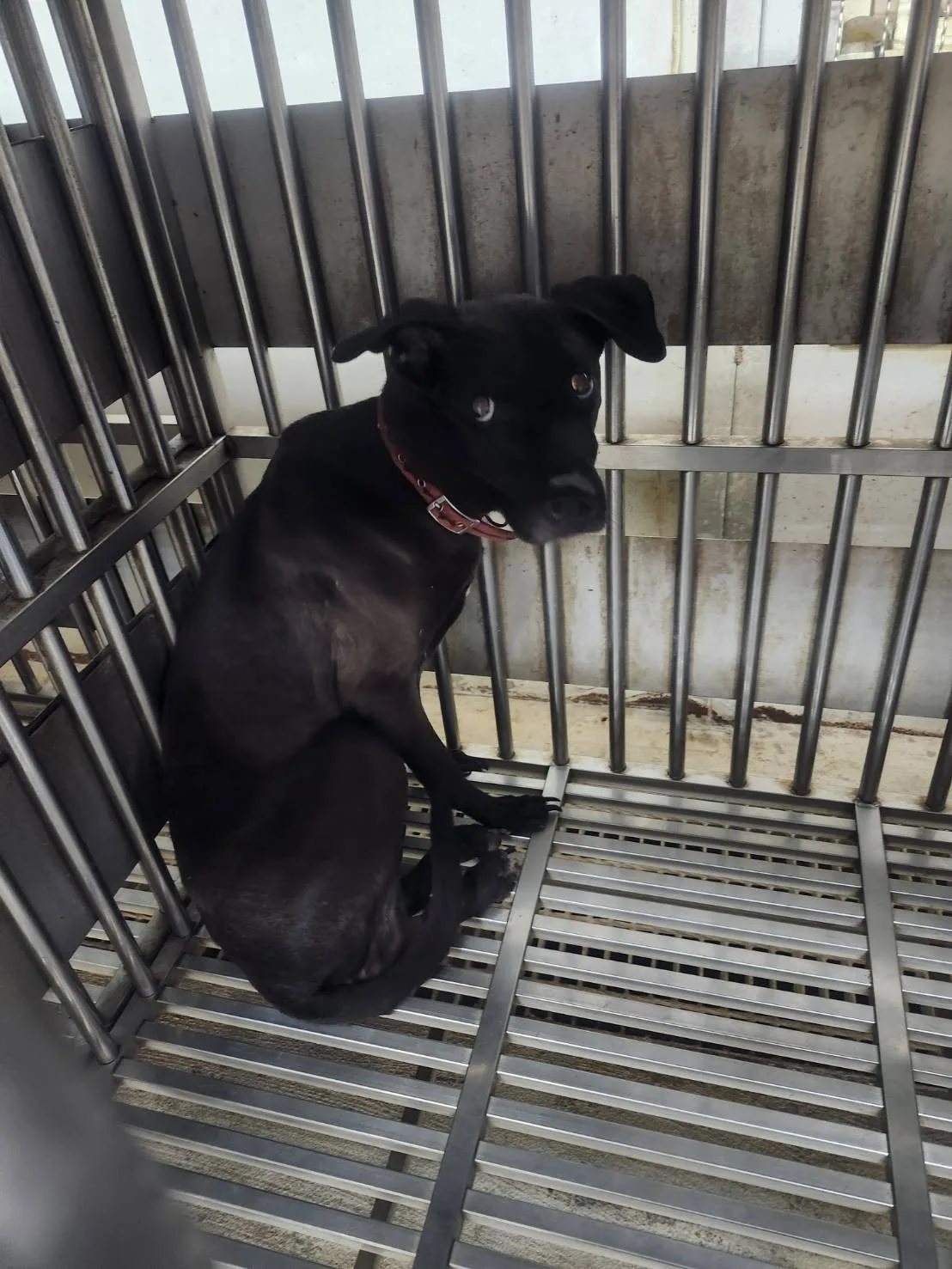 混種犬