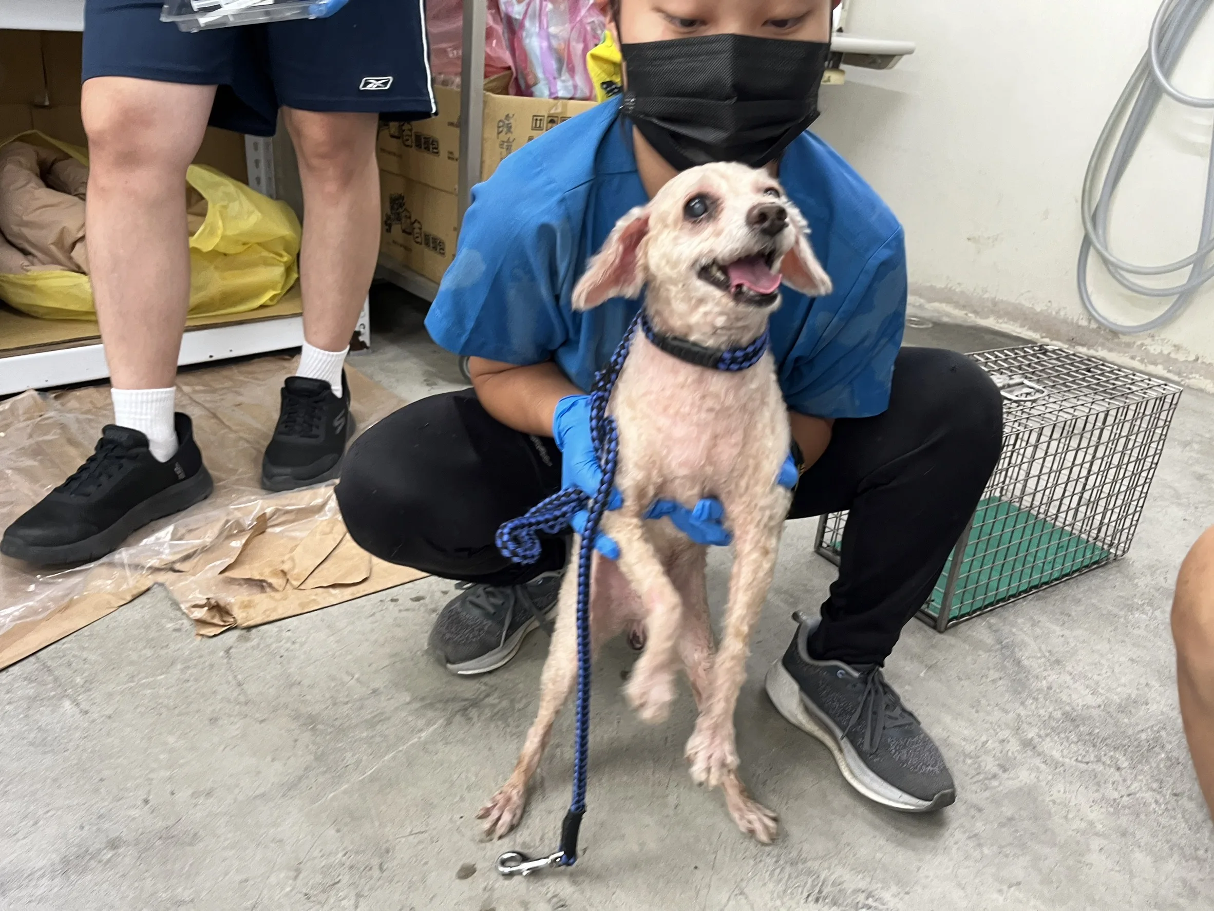 貴賓犬