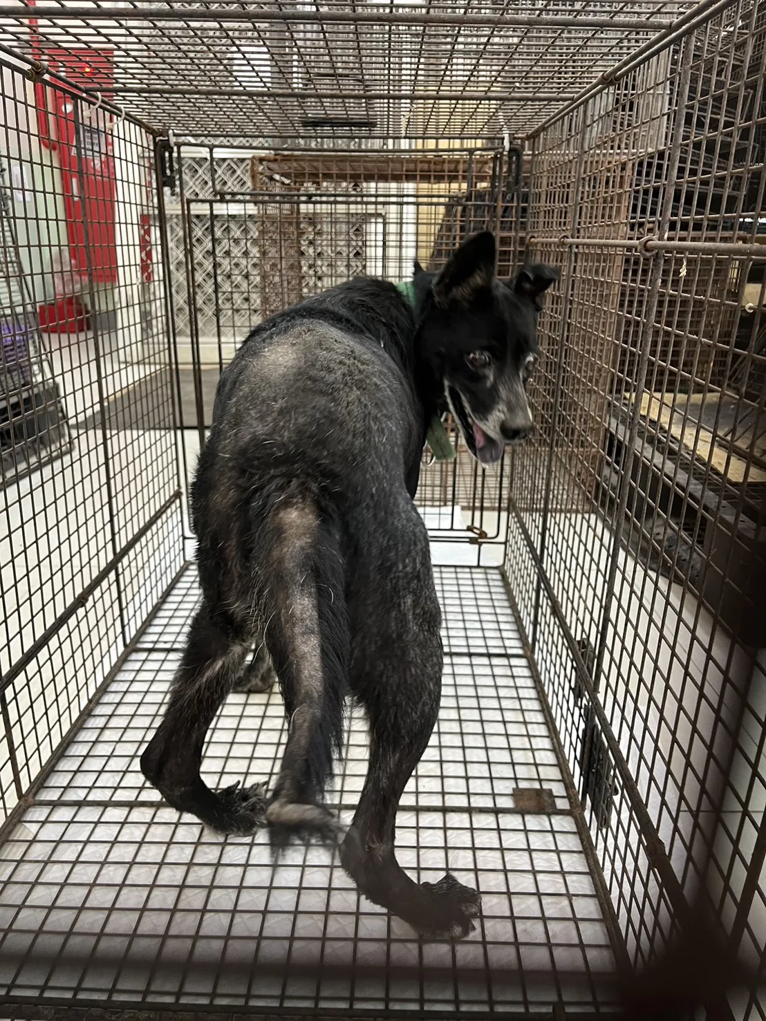 混種犬