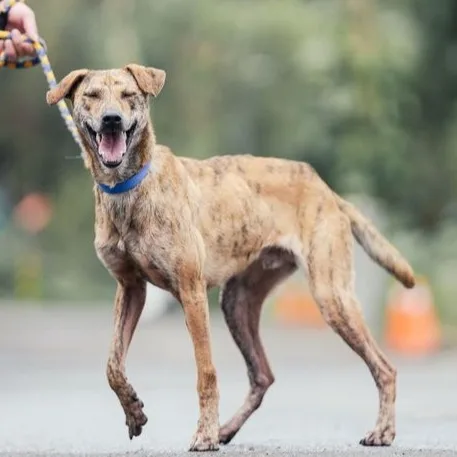 混種犬