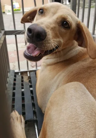 混種犬