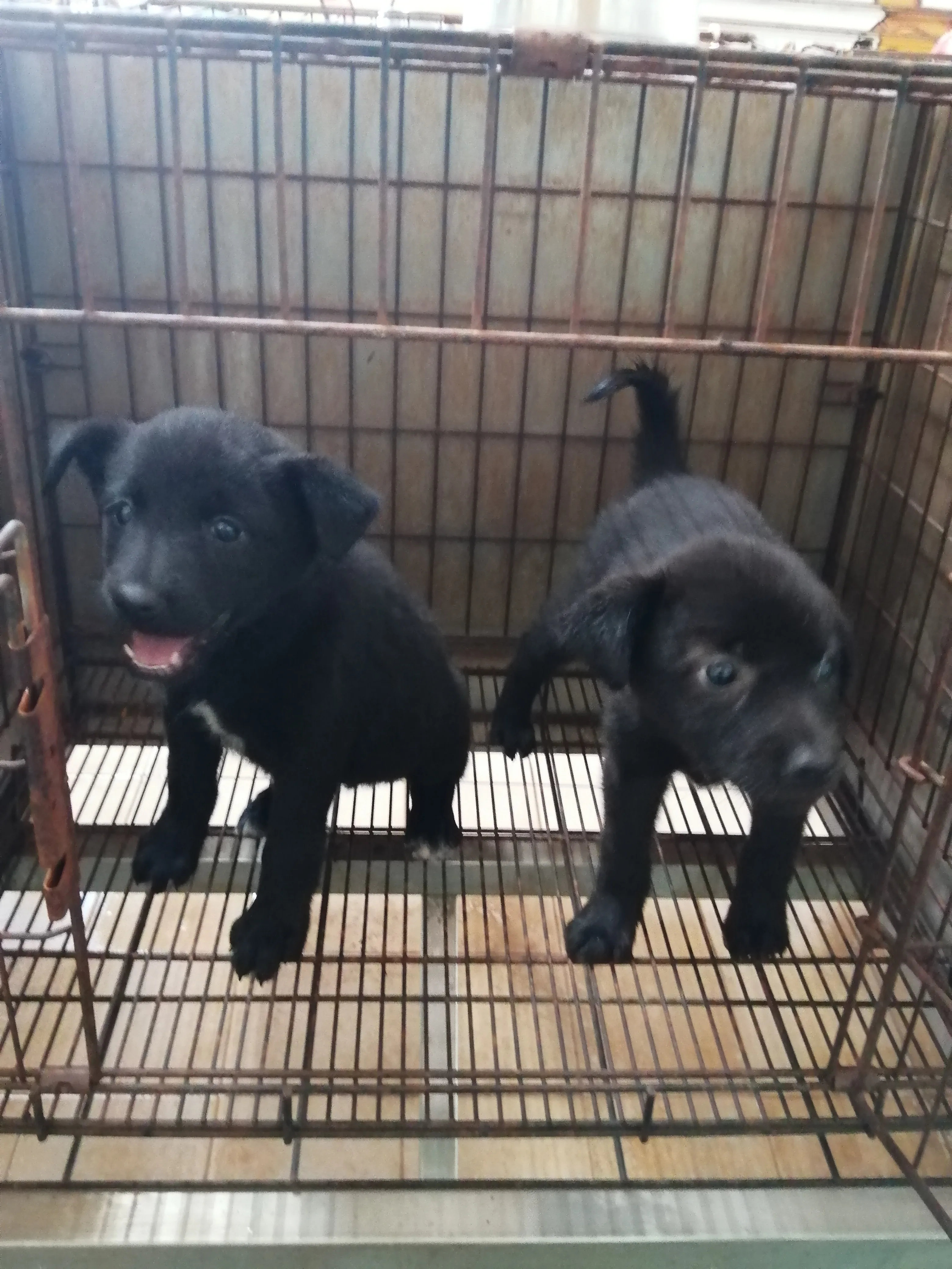 混種犬