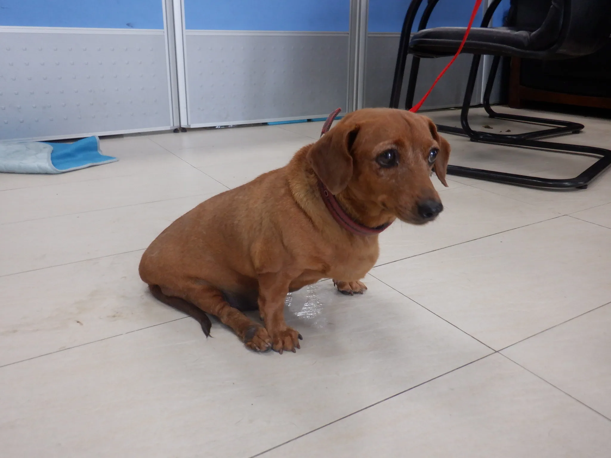 臘腸犬