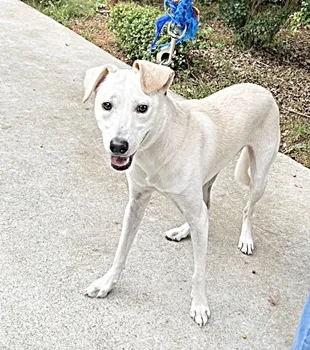 混種犬
