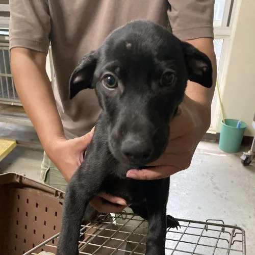 混種犬