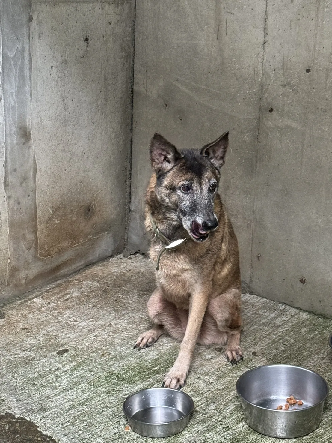 混種犬