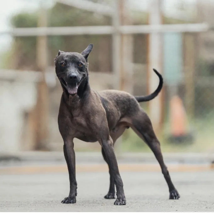 混種犬