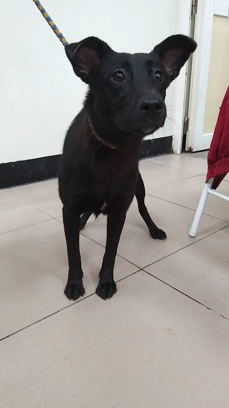 混種犬