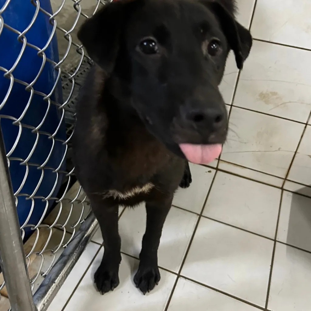混種犬