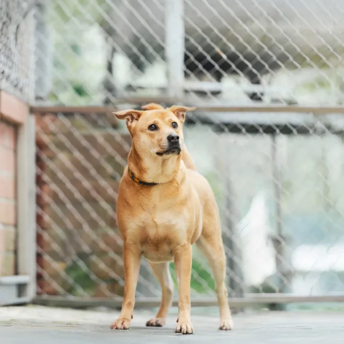 混種犬