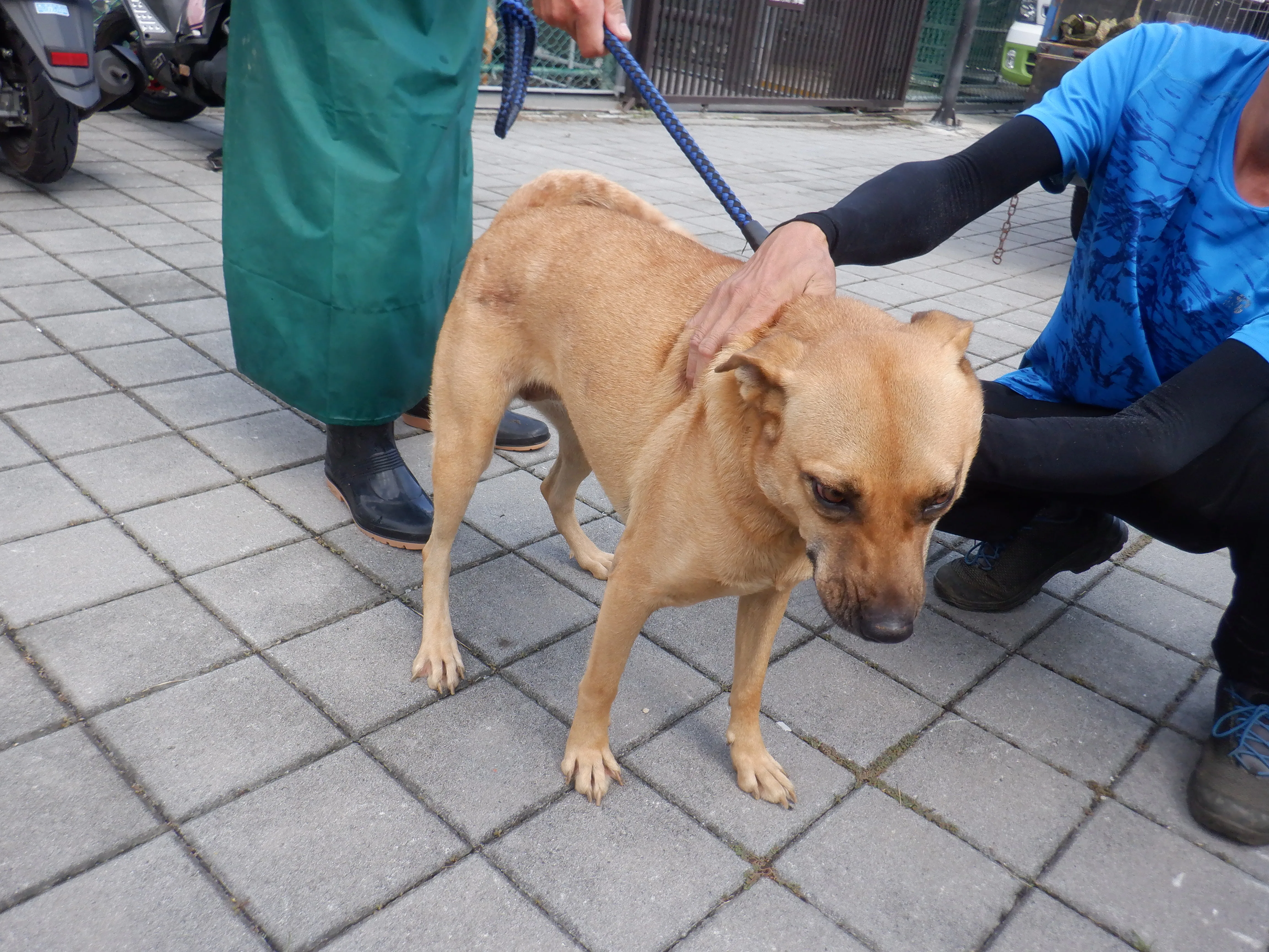 混種犬