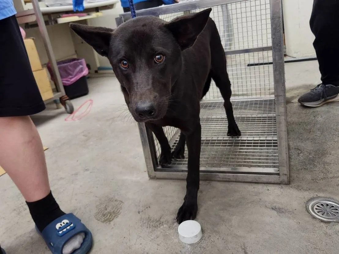 混種犬