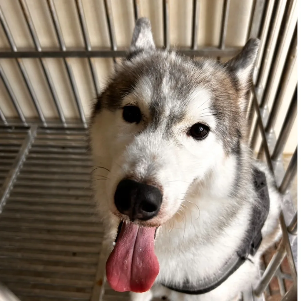 哈士奇(西伯利亞雪橇犬)