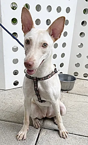 混種犬