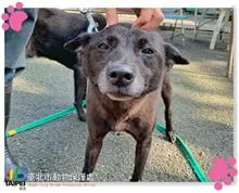 混種犬
