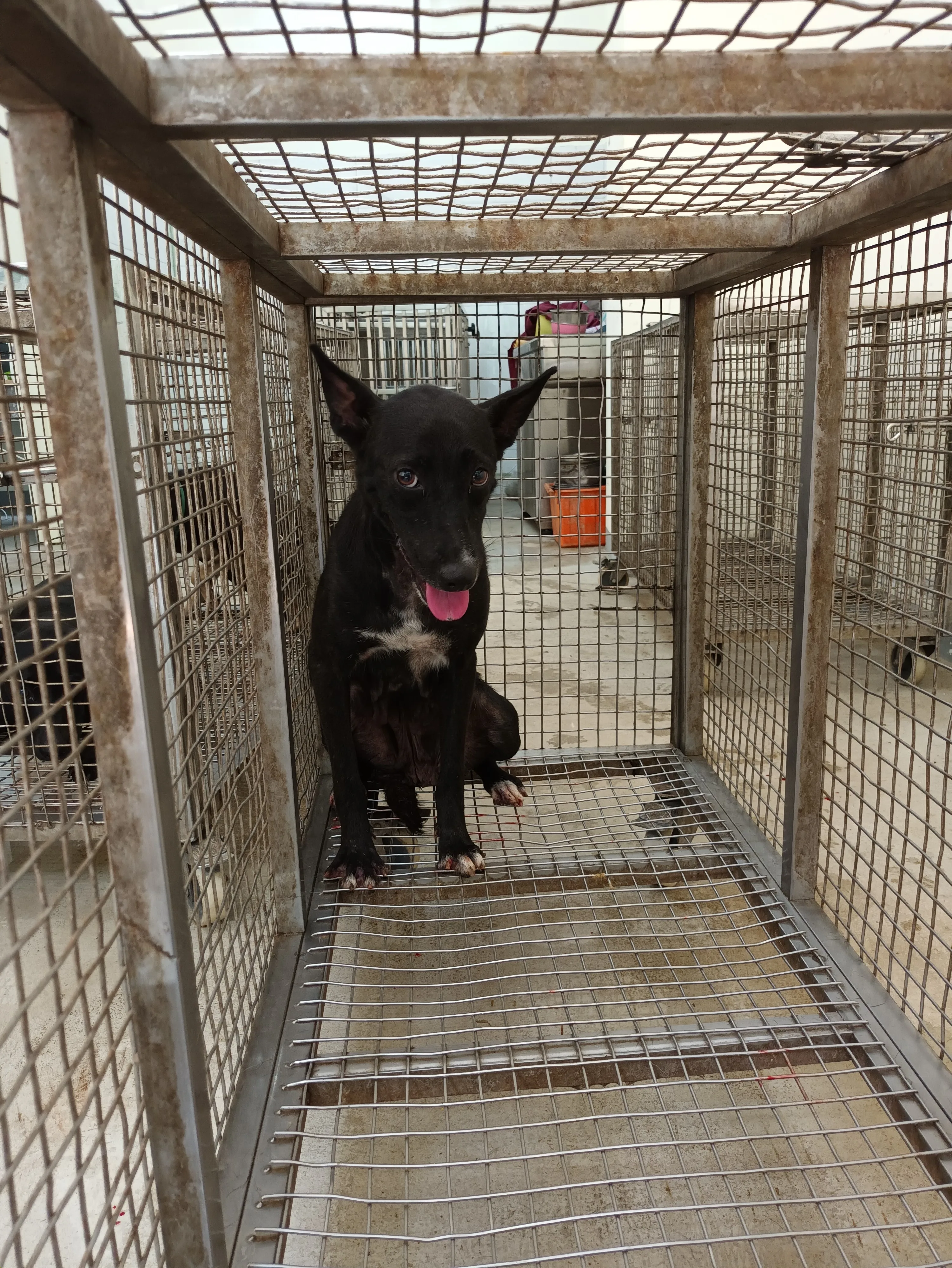 混種犬