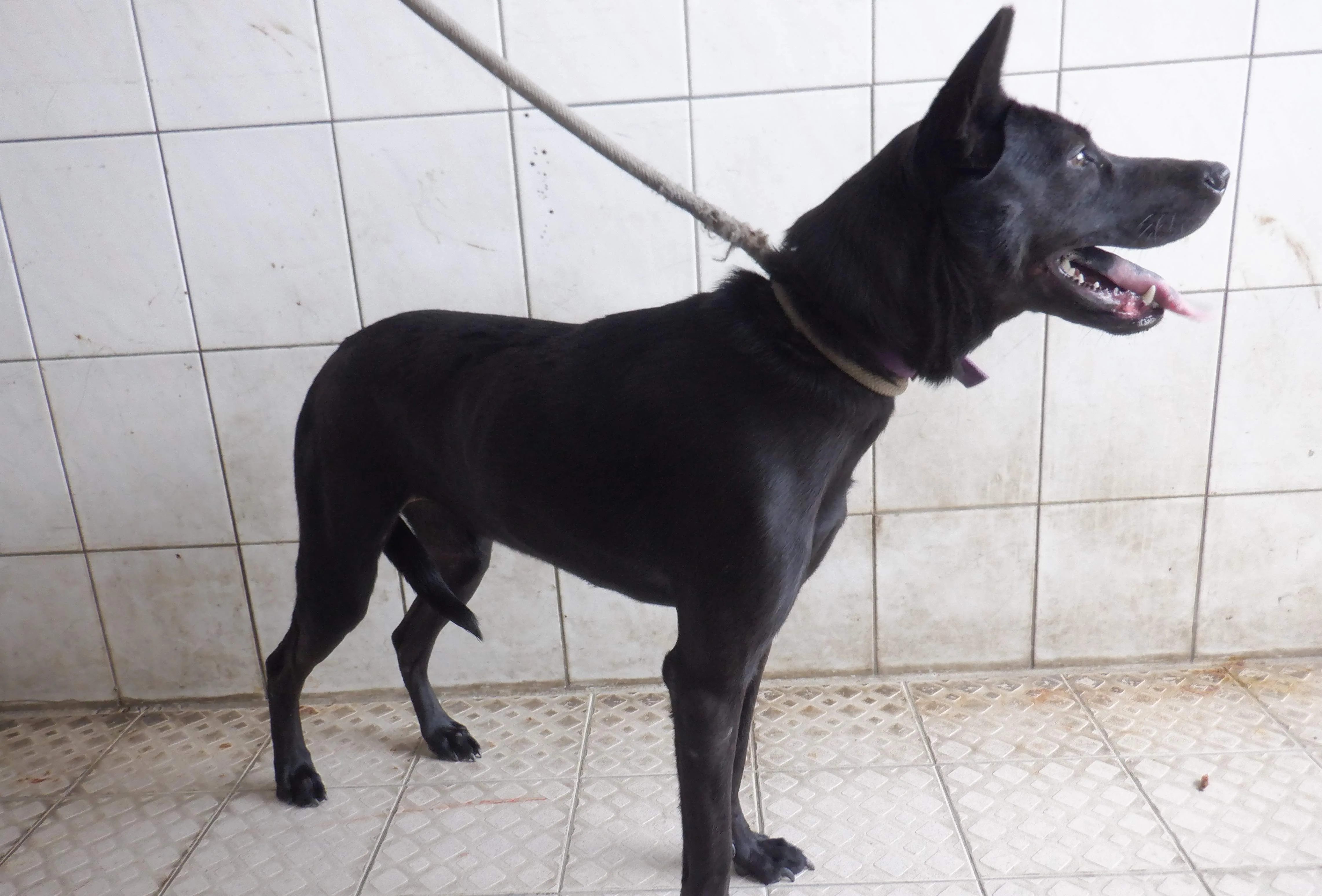 混種犬