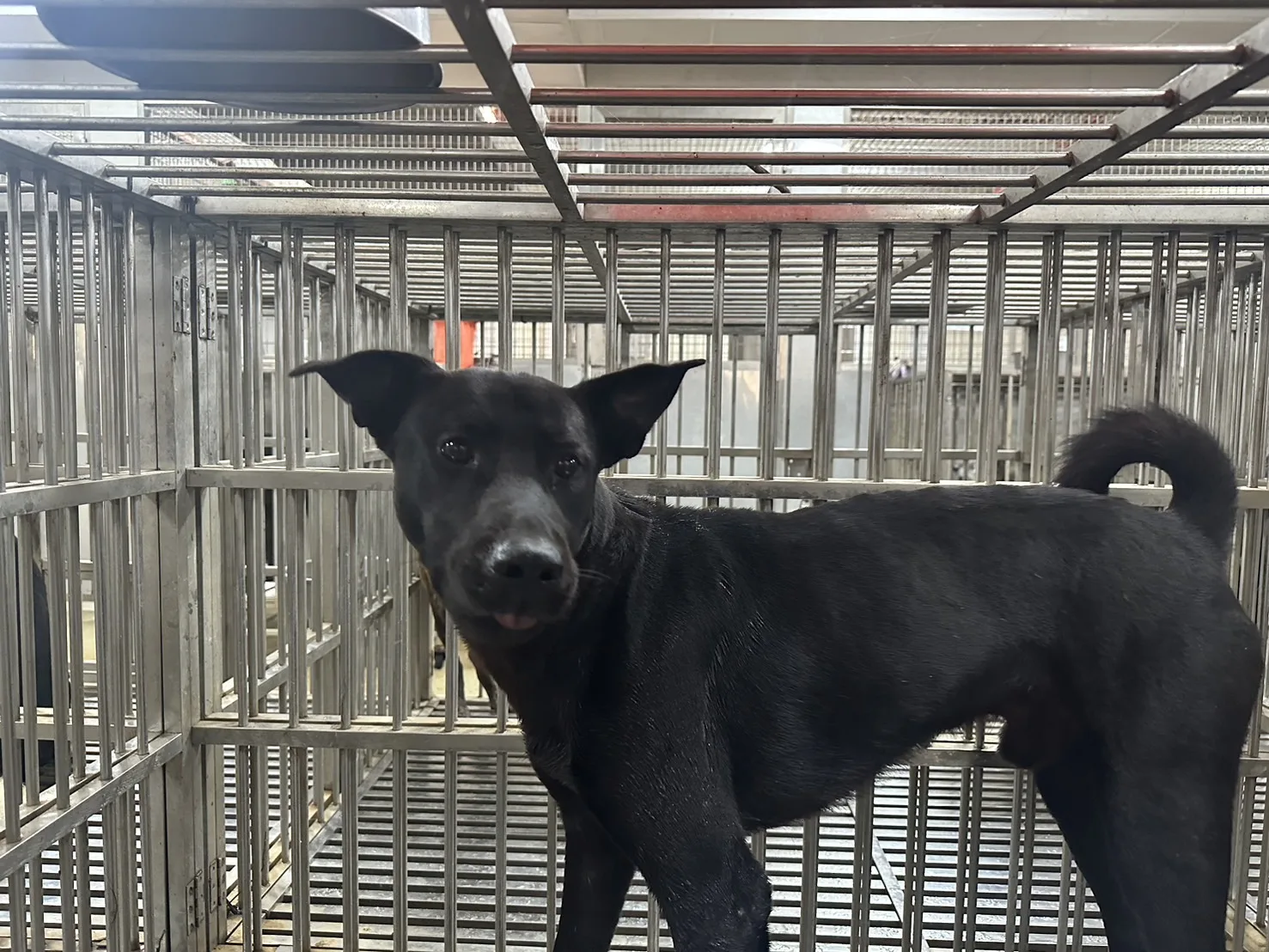 混種犬