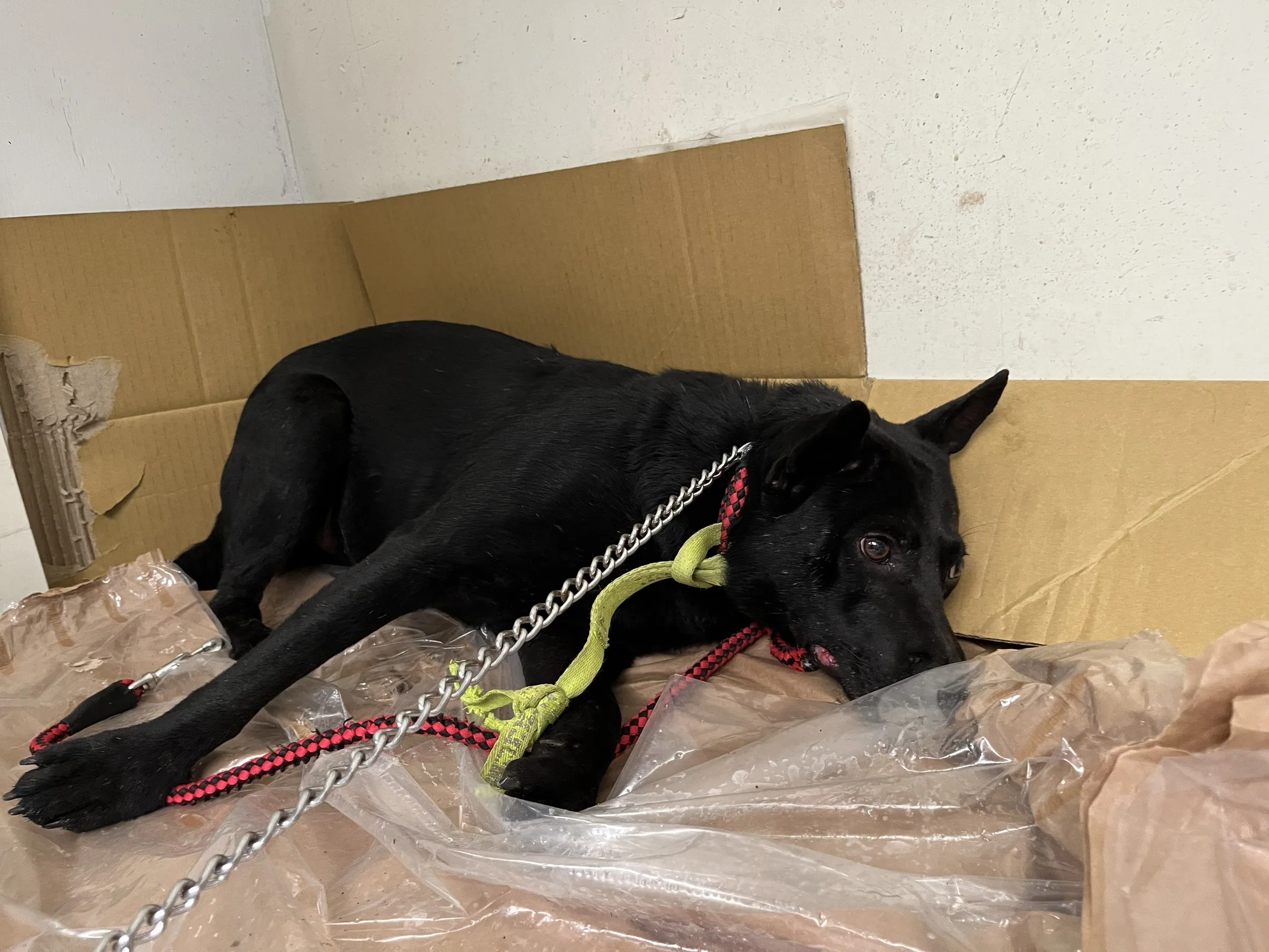 混種犬